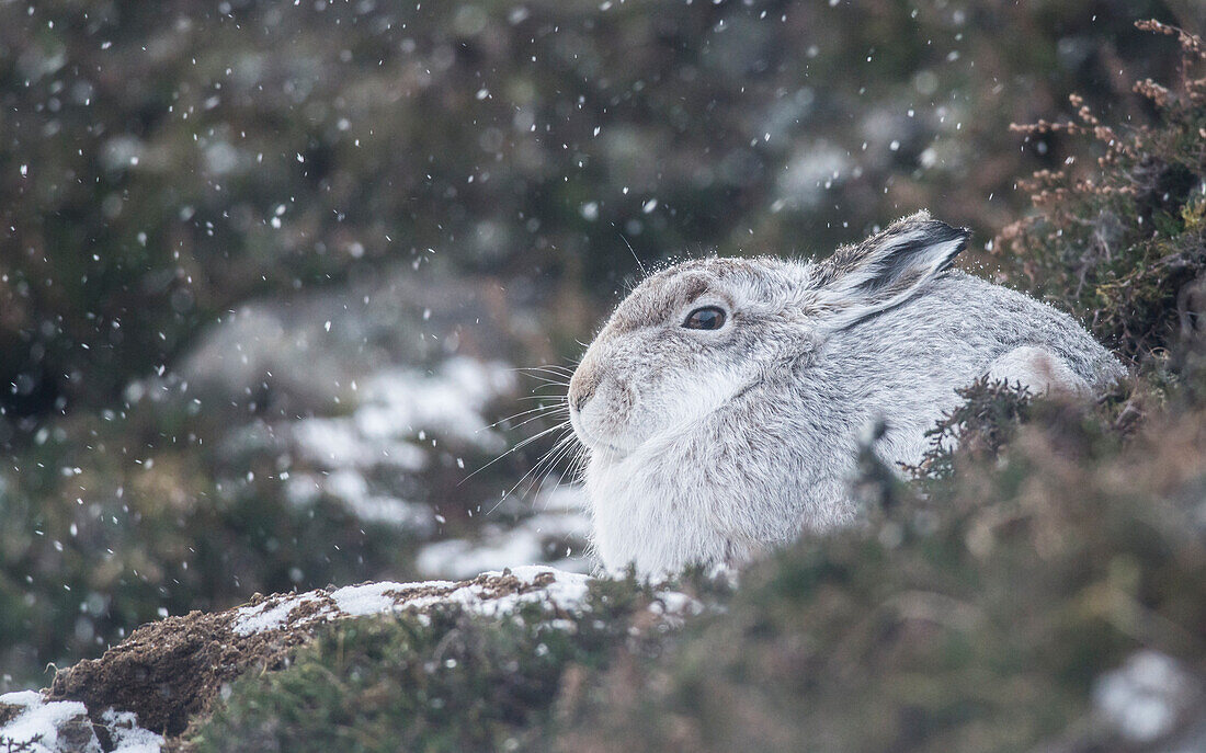 Mountain hare Lepus timidus, Scottish Highlands, Scotland, United Kingdom, Europe