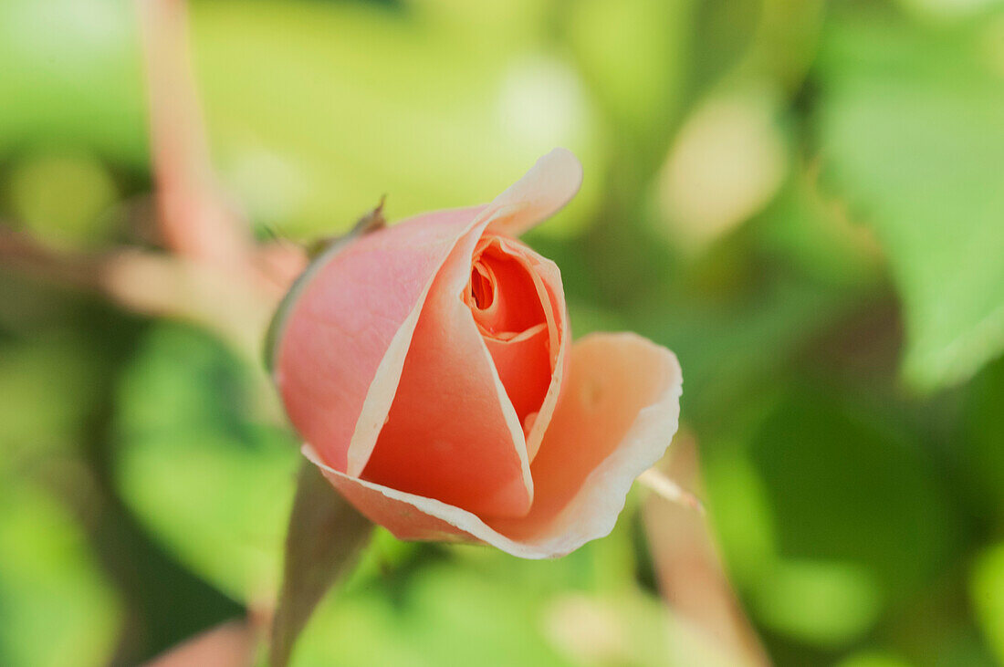 Rose bud bursting into flower, United Kingdom, Europe