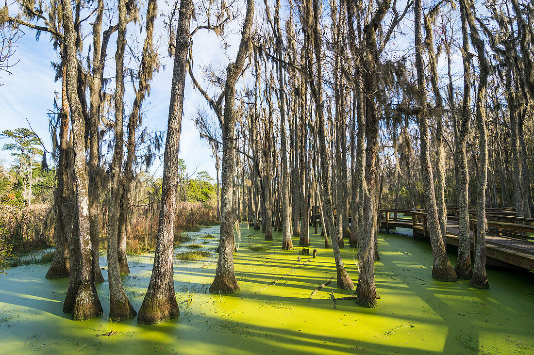 Dead trees in the swamps of the Magnolia Plantation outside Charleston, South Carolina, United States of America, North America