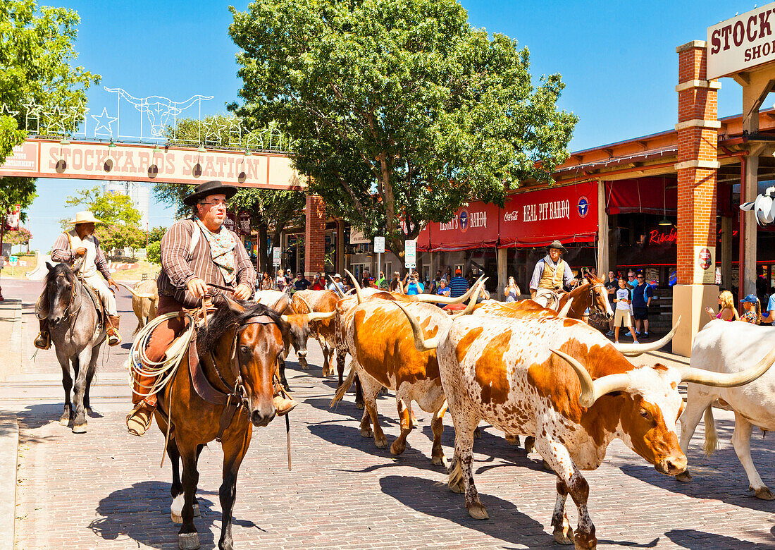 Cattle drive in Fort Worth Stockyards, Texas, United States of America, North America