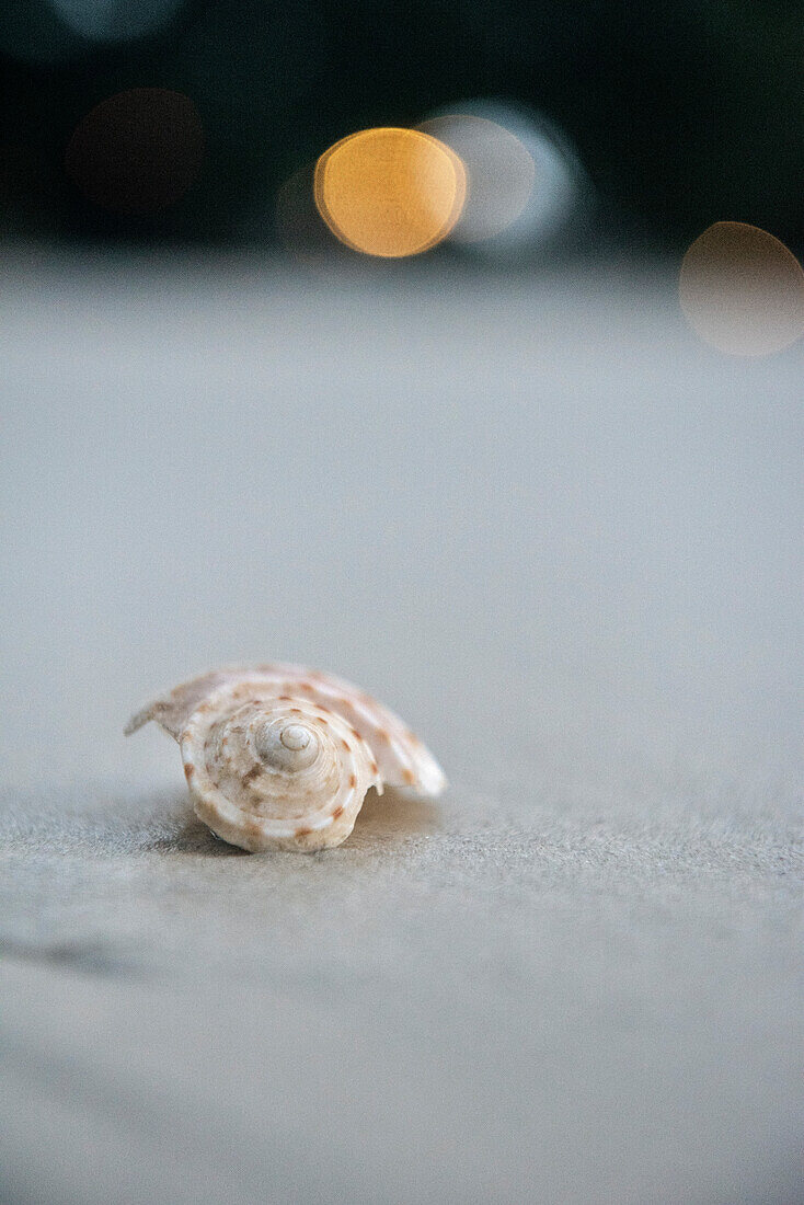 Parts of snail shell on fine sand at Buffalo Bay Ao Khao Kwai, Ko Phayam, Andaman coast, Thailand, Southeast Asia