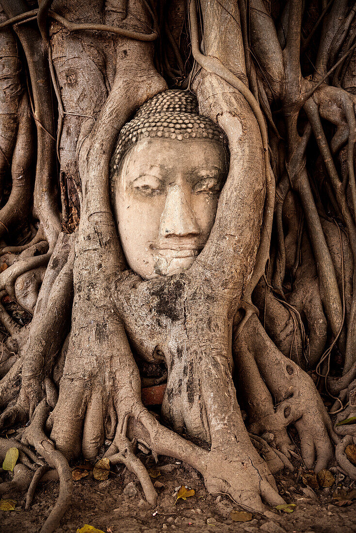 von Würgefeige umschlungener Kopf einer Buddha Statue im Wat Mahatat, ehemalige Königsstadt Ayutthaya, Thailand, Südost Asien, UNESCO Welterbe