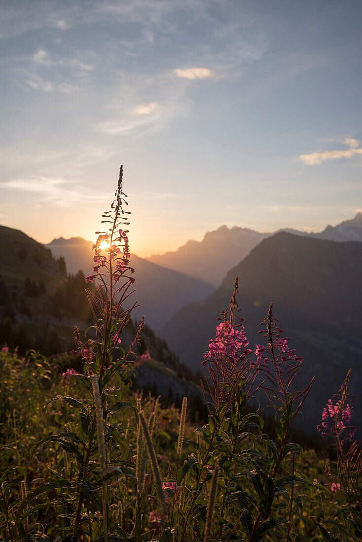 Sonnenaufgang im Berner Oberland, im Hintergrund das Wetterhorn, Berner Alpen, Kanton Bern Schweiz
