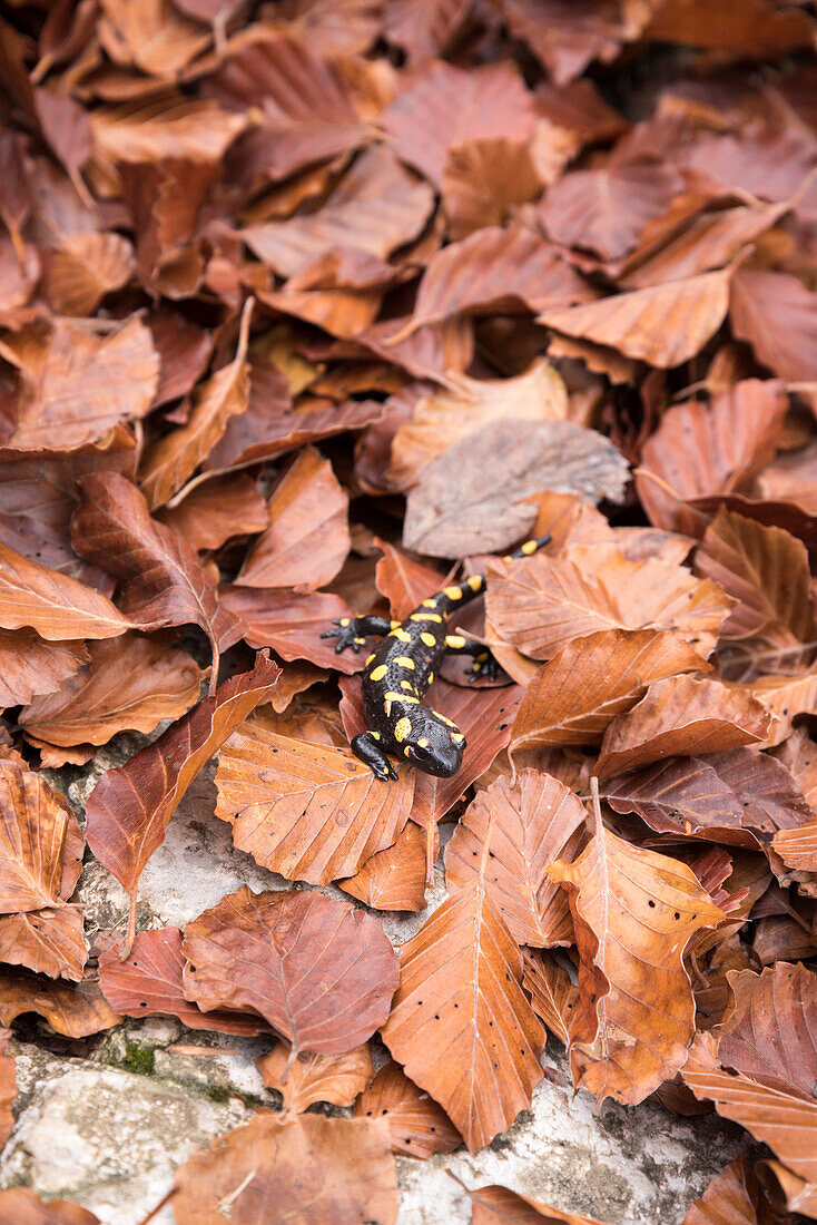 A fire salamander hiding in autumn leaves, Denti della Vecchia near Lugano, canton of Ticino, Switzerland