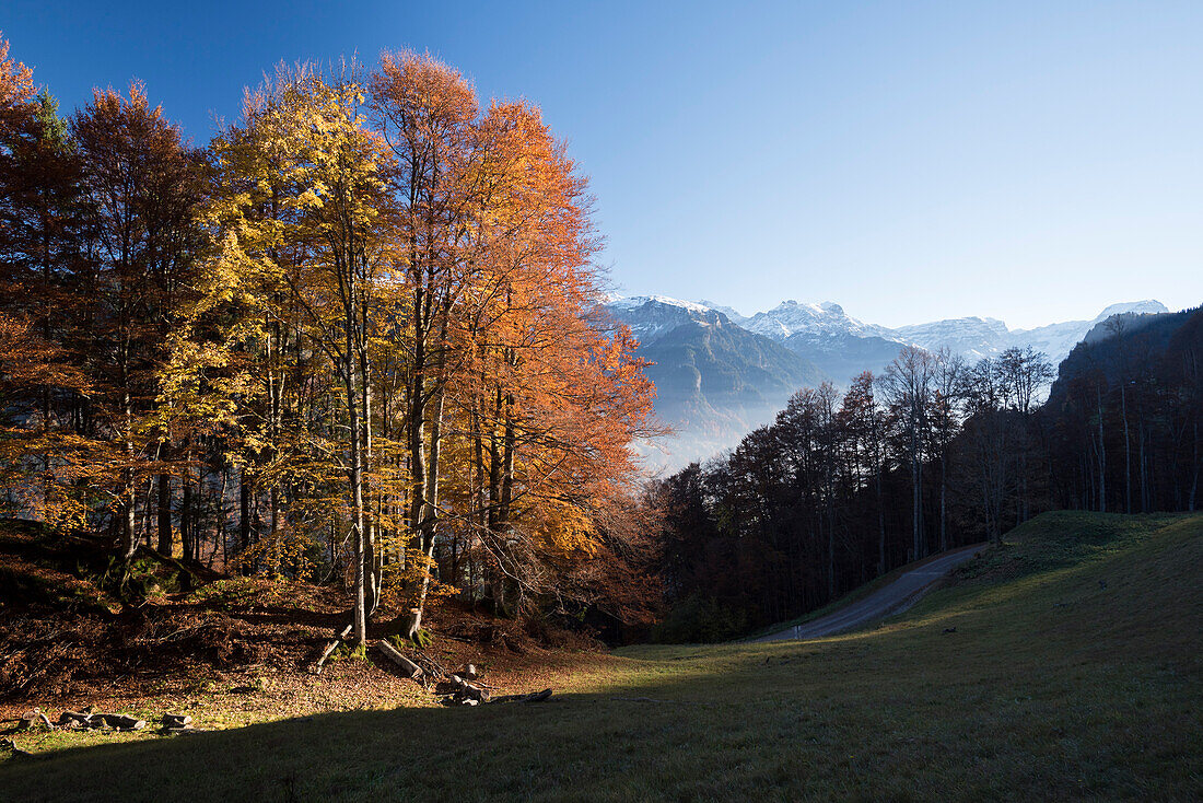 Wald in Herbstfarben oberhalb von Luchsingen, Glarner Alpen, Kanton Glarus, Schweiz