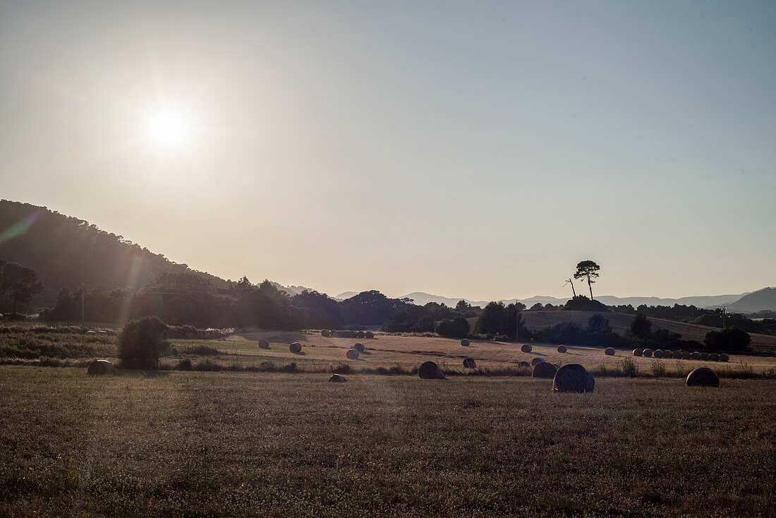 Ein Feld mit Heuballen im Abendlicht in der Nähe des Orts Canyamel, Nordostküste von Mallorca, Balearen, Spanien