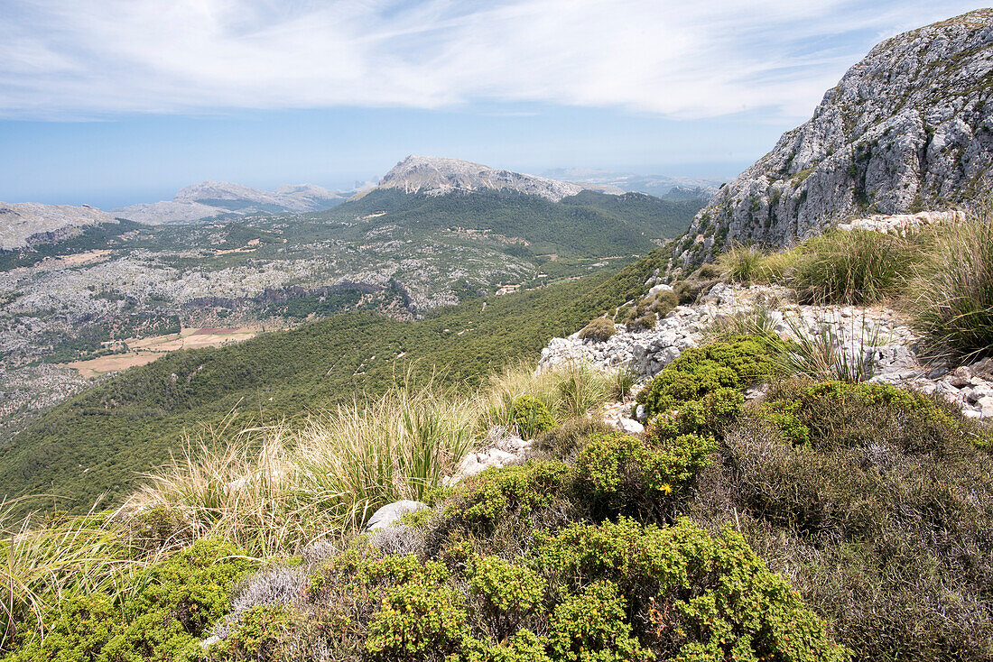 Blick über die Wälder und Berge in der Nähe von Lluc während dem Aufstieg zum Puig de Massanella, Serra de Tramuntana, Norden von Mallorca, Balearen, Spanien