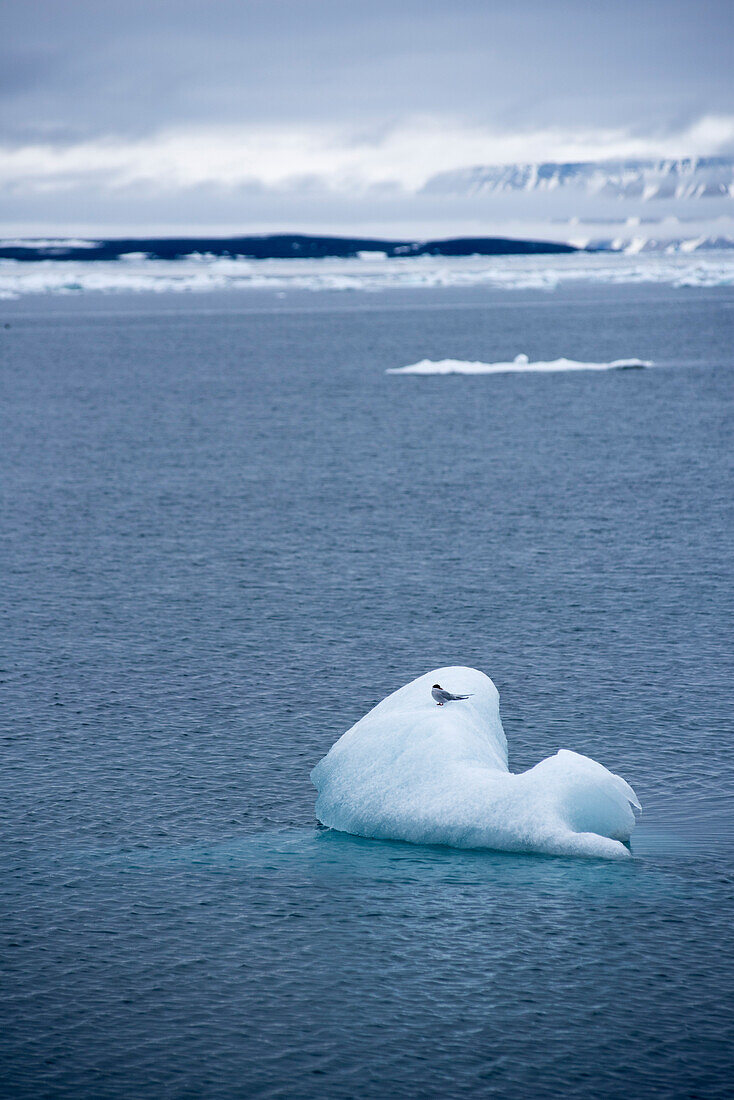 Eine Küstenseeschwalbe sitzt auf einem kleinen Eisberg vor der Küste der Insel Nordaustlandet, Spitzbergen respektive Svalbard Archipel, Norwegen
