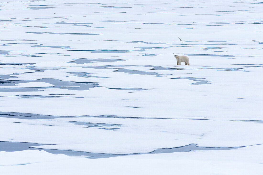 A polar bear in the drift ice of the Arctic ice pack north of Spitsbergen, Svalbard, Norway