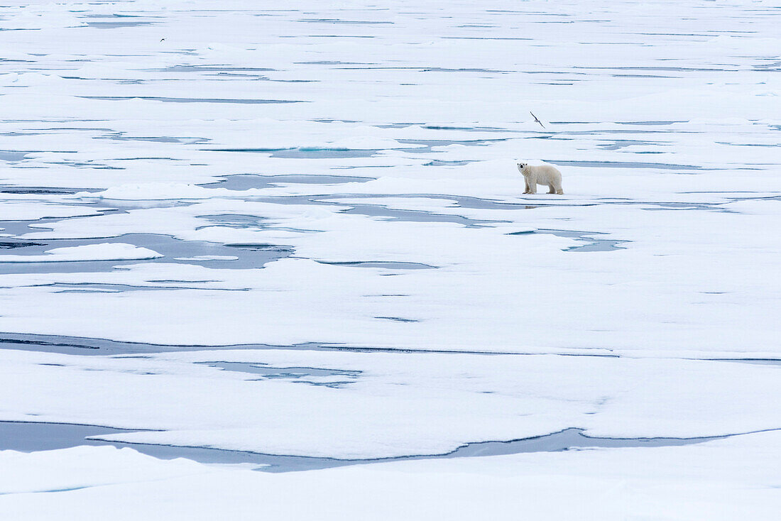 Eisbär im Packeis nördlich von Spitzbergen, Svalbard Archipel, Norwegen