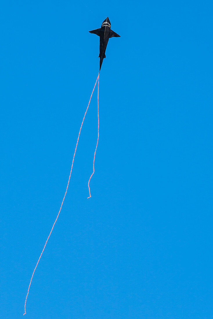 Kite like a shark with red tail in the cloudless blue sky, New York, USA