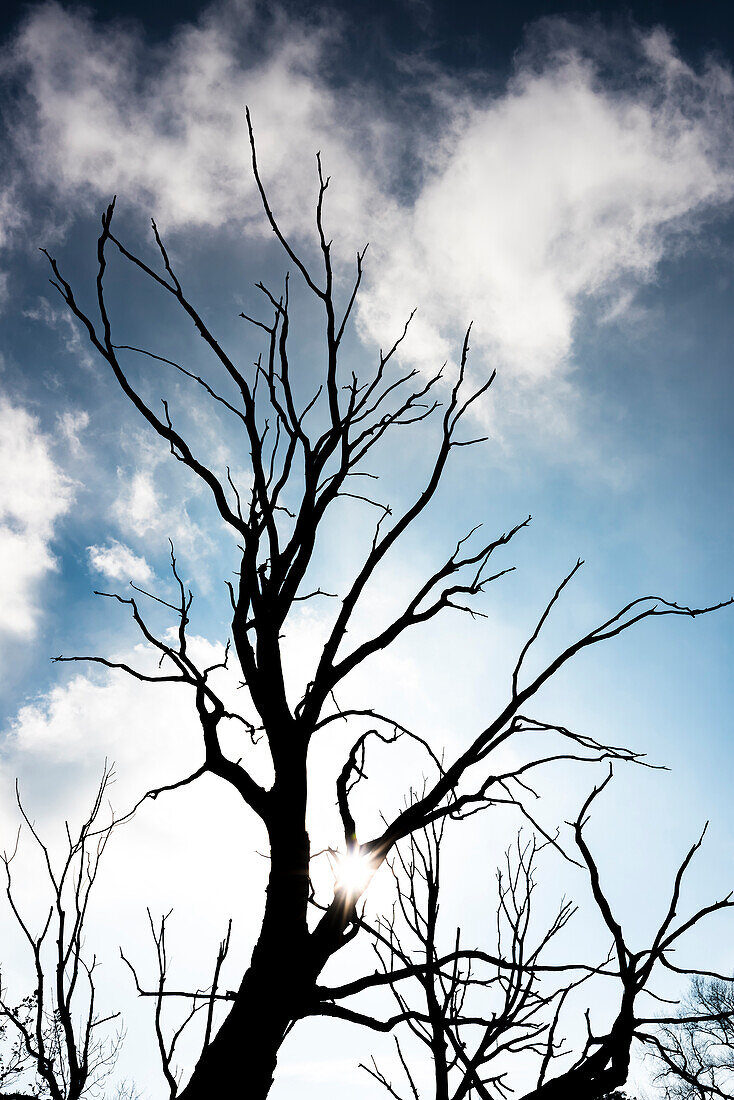 Silhouette eines abgestorbenen Baumes im Gegenlicht mit bedrohlichem Himmel, Hamburg, Deutschland