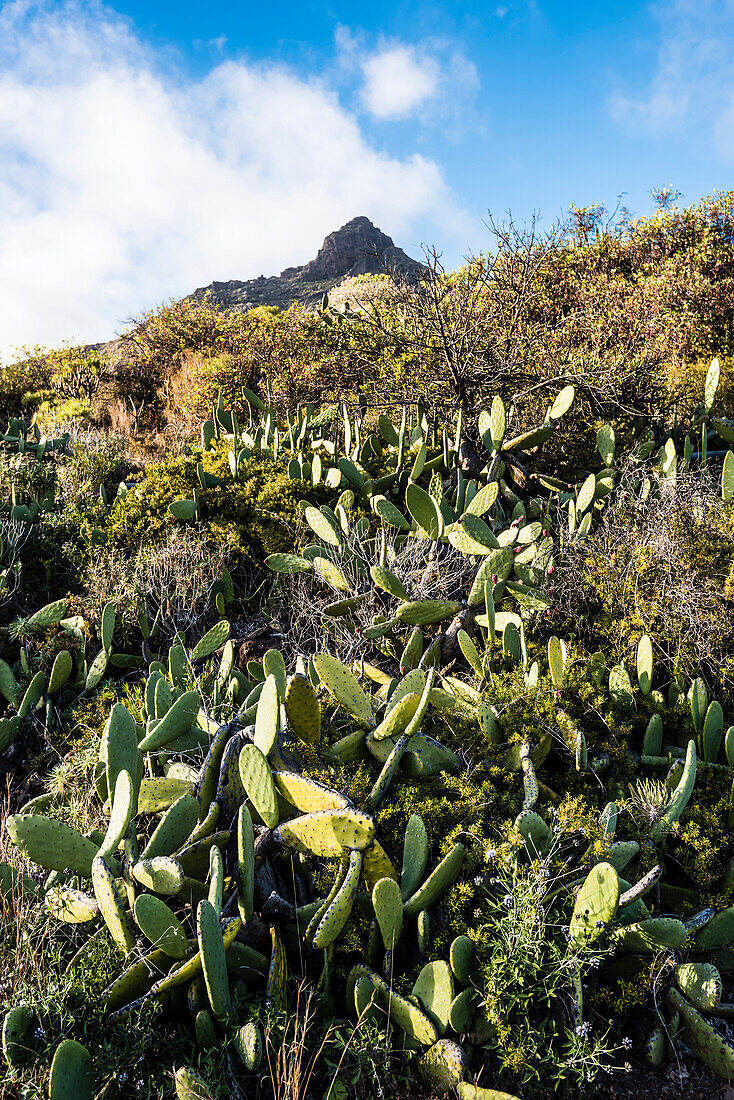 Typical sparse landscape with cacti in the highland around the highest mountain Teide, province Santa Cruz de Tenerife, Vilaflor, Tenerife, Canary islands, Spain