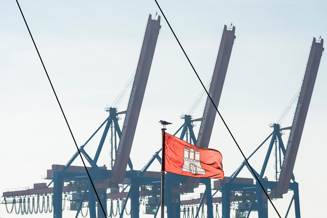 Eine Möwe auf einem Fahnenmast mit Hamburg Flagge und den Kränen des Containerterminal Burchardkai im Hamburger Hafen, Hamburg, Deutschland