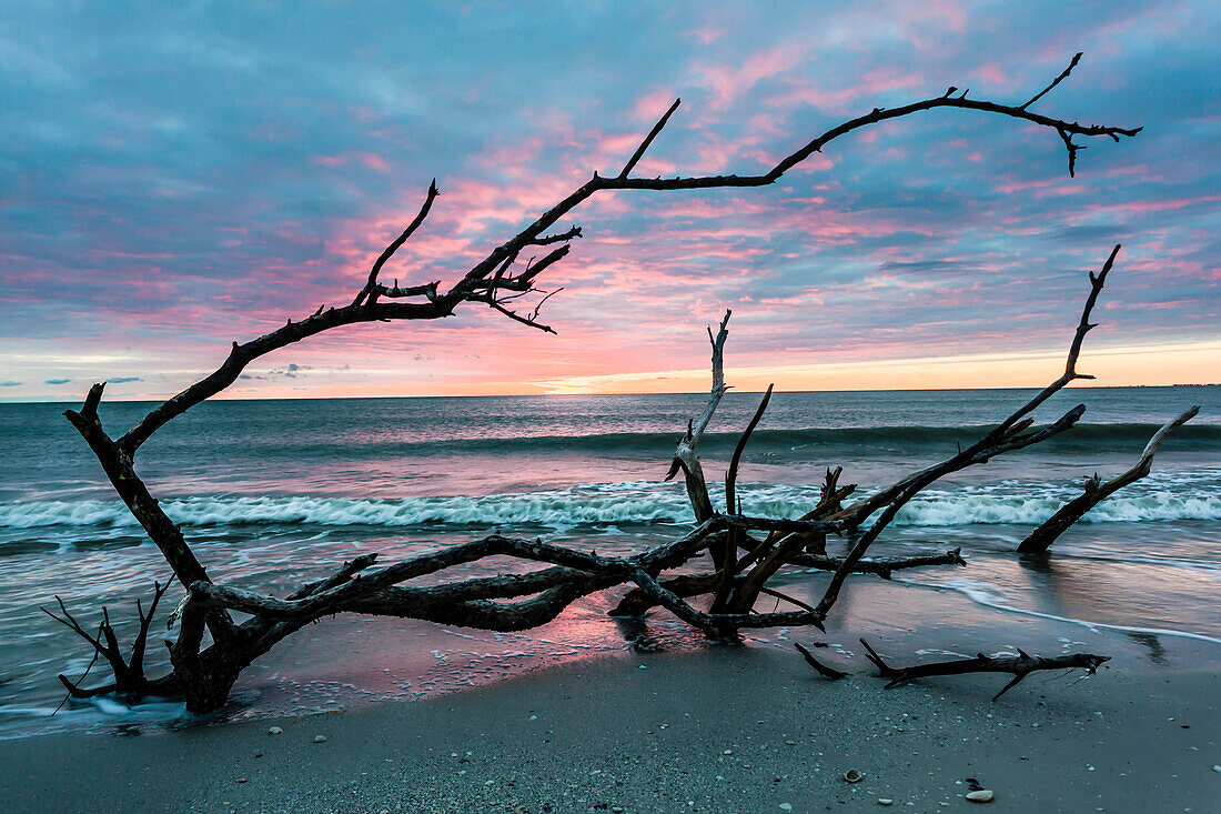 Reste eines Baumes als Silhouette am Golf von Mexico gegen den roten und blauen Himmel kurz nach dem Sonnenuntergang, Sanibel, Florida, USA
