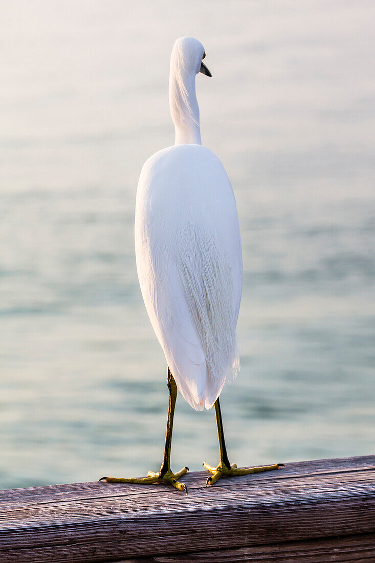 Back of an egret in a national park standing on a beam, Sanibel, Florida, USA