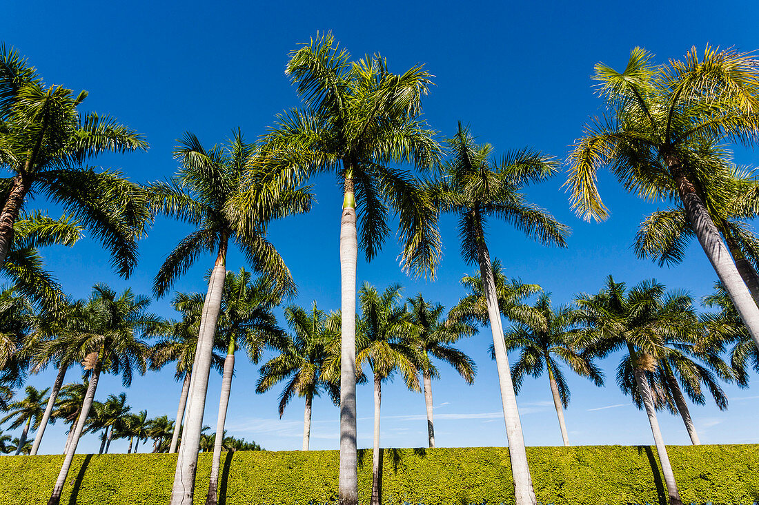 Gruppe von Palmen und eine Hecke als Kontrast zum blauen Himmel, Bonita Springs, Florida, USA