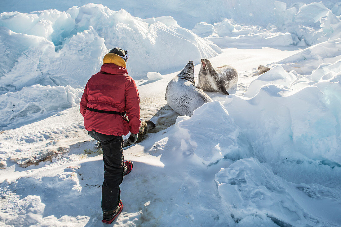A scientist looks at Weddell Seals in Antarctica