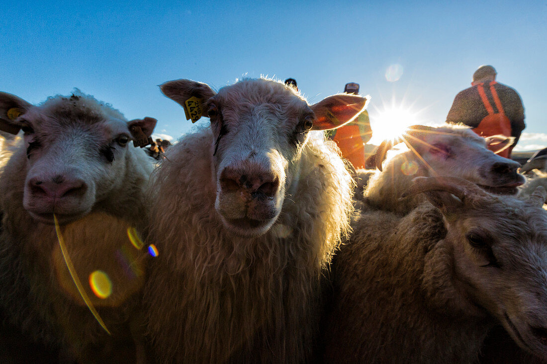 Annual autumn sheep roundup in Svinavatn, Iceland. Every year in September, over 10,000 Icelandic sheep are herded back home after grazing freely throughout the mountains and valleys all summer. This sheep roundup, called Rettir, is one of Iceland's oldes