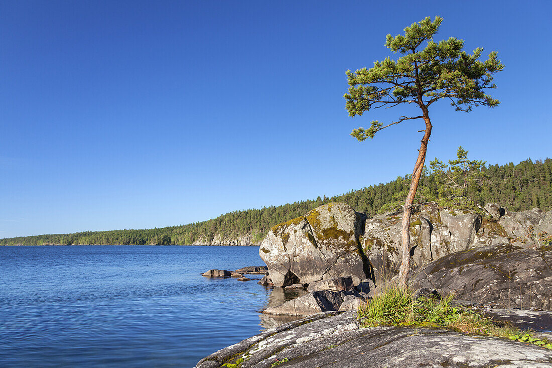 Pine tree on the rocks by the Lake Vättern near Karlsborg, Västergötland, Götaland, South Sweden, Sweden, Scandinavia, Northern Europe, Europe