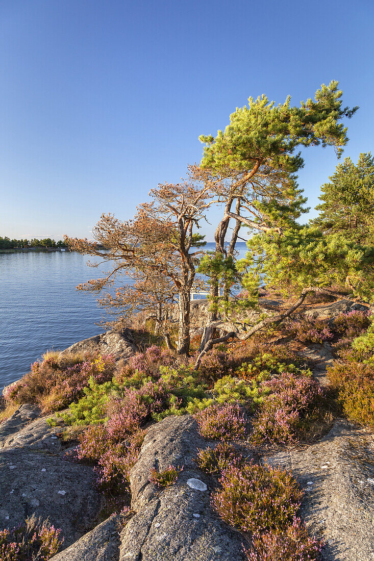 Ufer des Vänern auf der Halbinsel Kallandsö, Västergötland, Götaland, Västra Götalands län, Südschweden, Schweden, Skandinavien, Nordeuropa, Europa