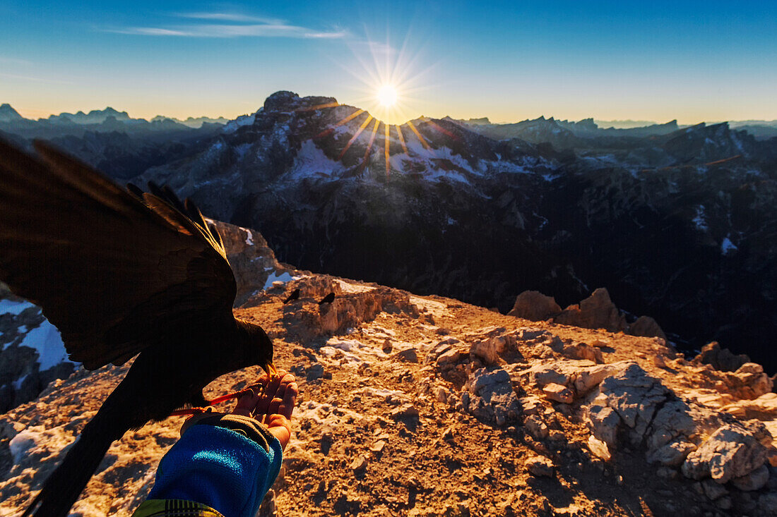 Hungrige Alpendohle am Gipfel des Dürrensteins, Dolomiten, Unesco Weltkulturerbe, Italien