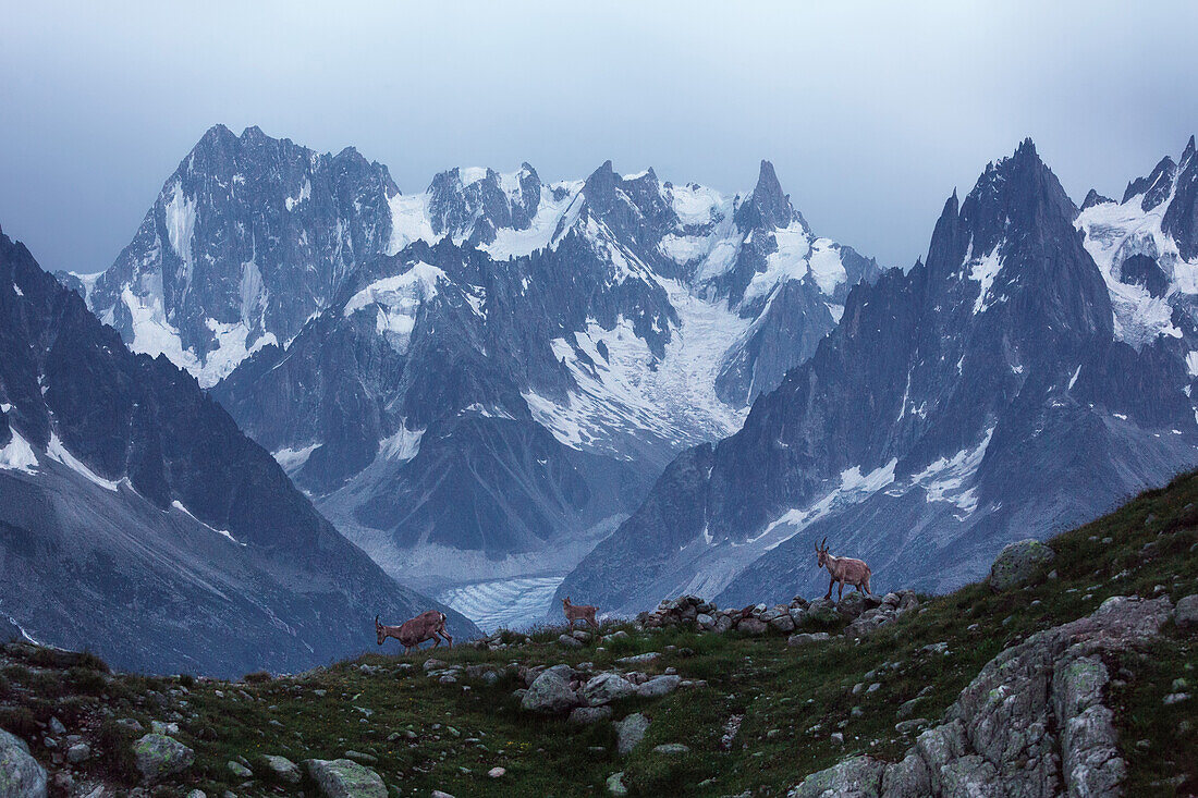 Zwei Geiße mit Jungtier im letzten Licht des Tages, im Hintergrund die Mont-Blanc-Gruppe, Chamonix, Frankreich
