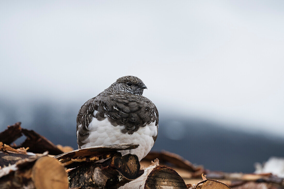 Mountain Ptarmigan on woodpile at Sälka hut, Kungsleden trail, Lapland, Sweden