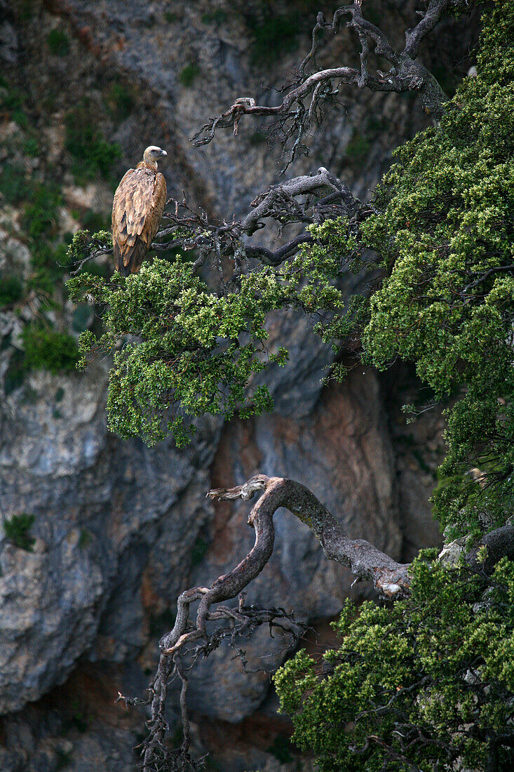 Griffon vulture (Gyps fulvus) in soaring flight, NP Monfrague, Estremadura, Spain