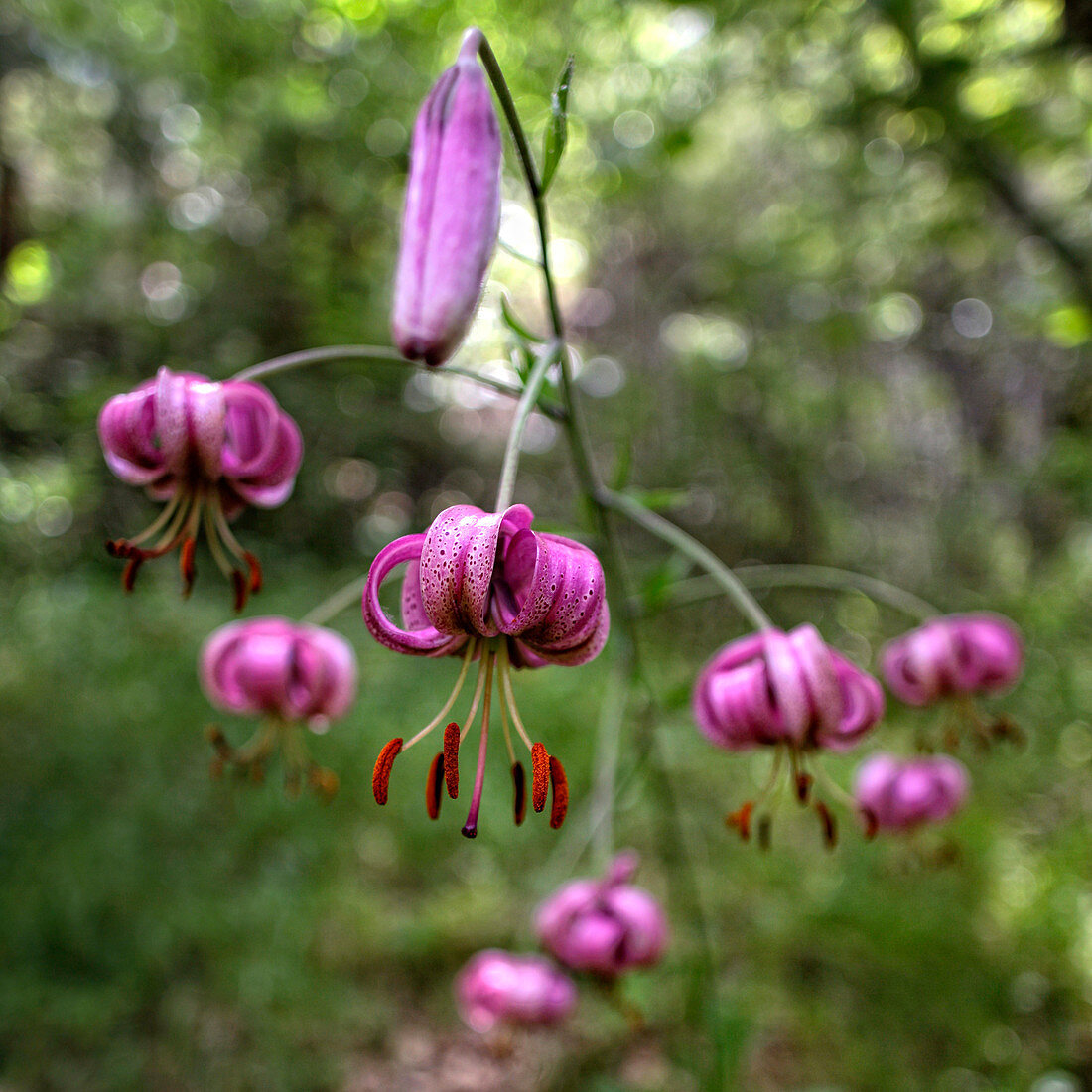 Lilium sp in der Sierra Norte Guadalajara Cantalojas Fluss Sorbe Tejera Negra Kastilien-La Mancha Spanien