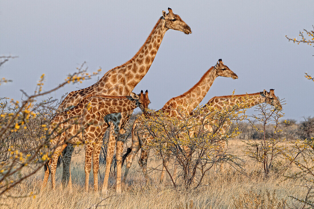Angolan Giraffe, Namibian Giraffe (Giraffa camelopardalis angolensis) Female young standing the desert Namib-Skeleton Coast Nati