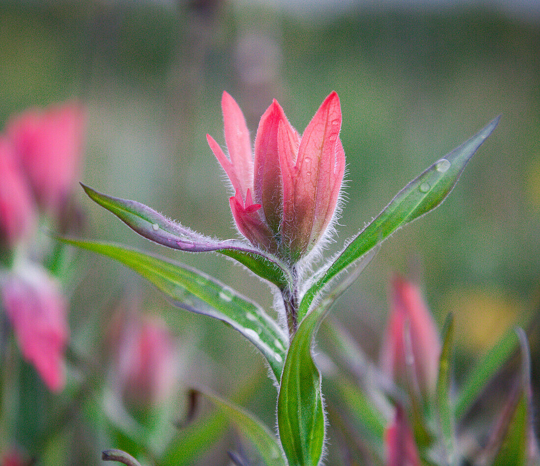 A magenta Indian Paintbrush (Castilleja miniata) or prairie-fire flower