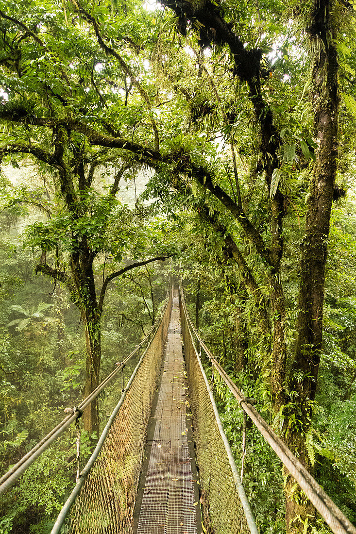Costa Rican Canopy Walk