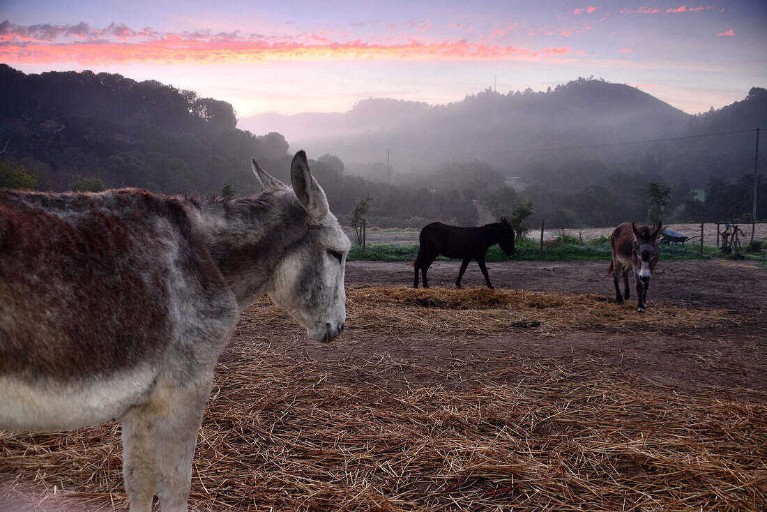 Donkey farm in the backcountry of the Costa Vicentina near Aljezur, Algarve, Portugal