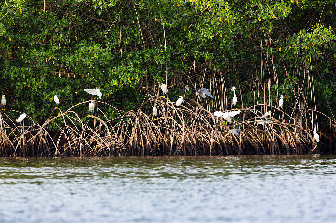 Snowy Egrets in the Mangroves, Egretta thula, Caroni Swamps, Trinidad, West Indies, Caribbean, South America