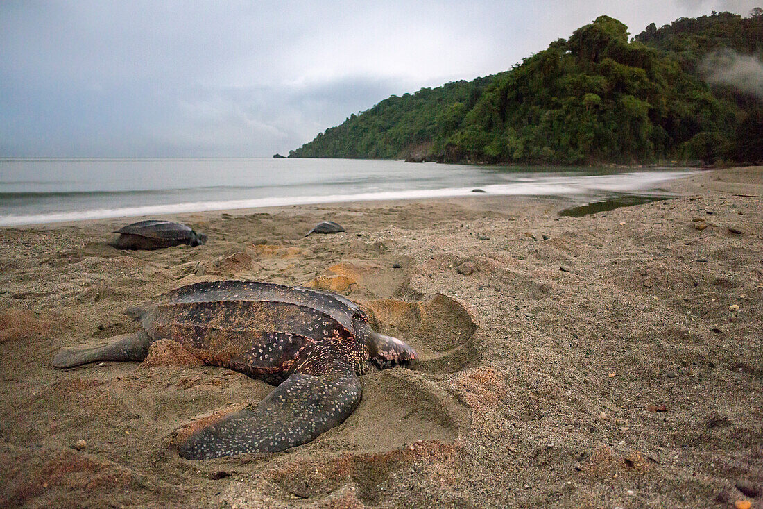 Lederschildkröten graben Nester, Dermochelys coriacea, Meeresschildkröten, Trinidad, West Indies, Karibik