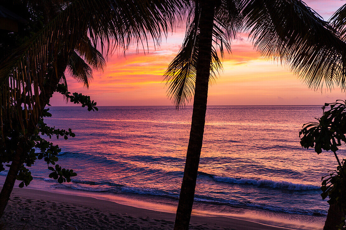 Sonnenuntergangsstimmung, Kokospalmen am Strand, Cocos nucifera, Tobago, West Indies, Karibik