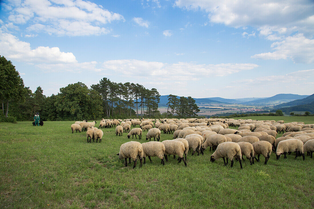 Flock of sheep on meadow as shepherd and two dogs look on