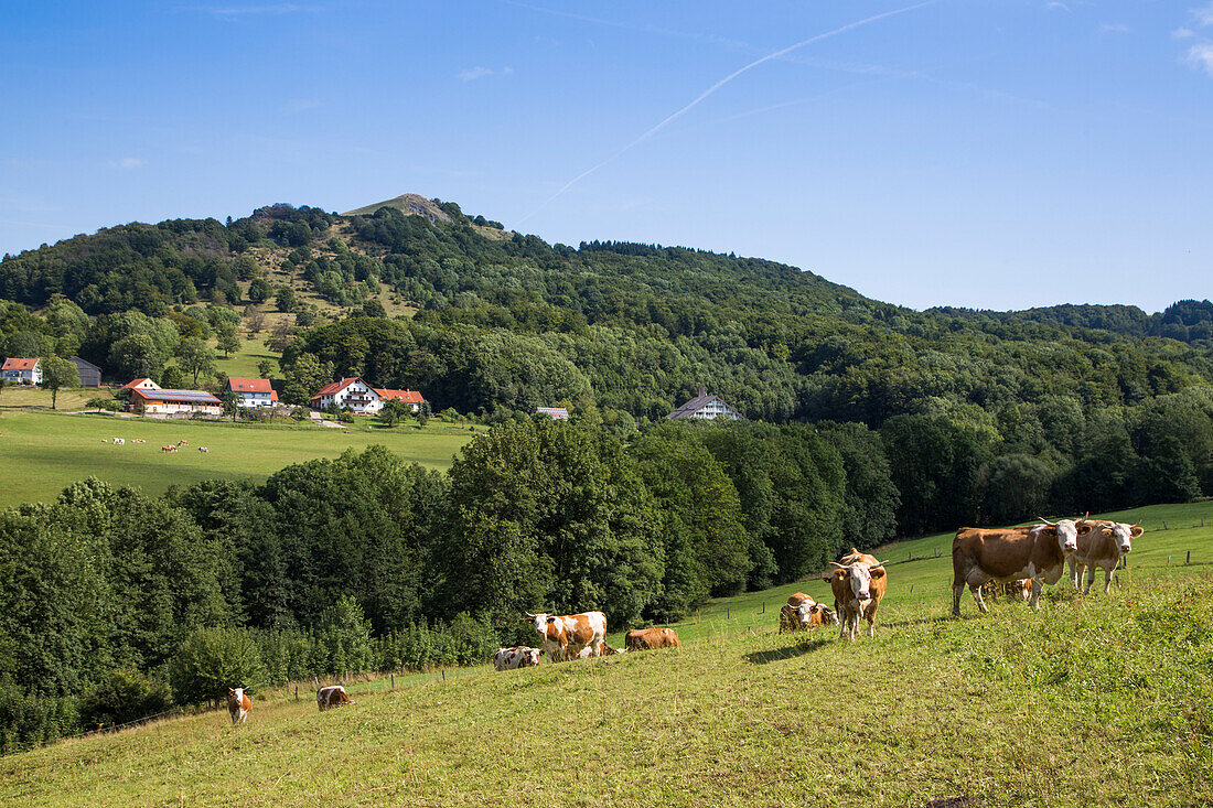 Cattle on meadow with Pferdskopf mountain in distance