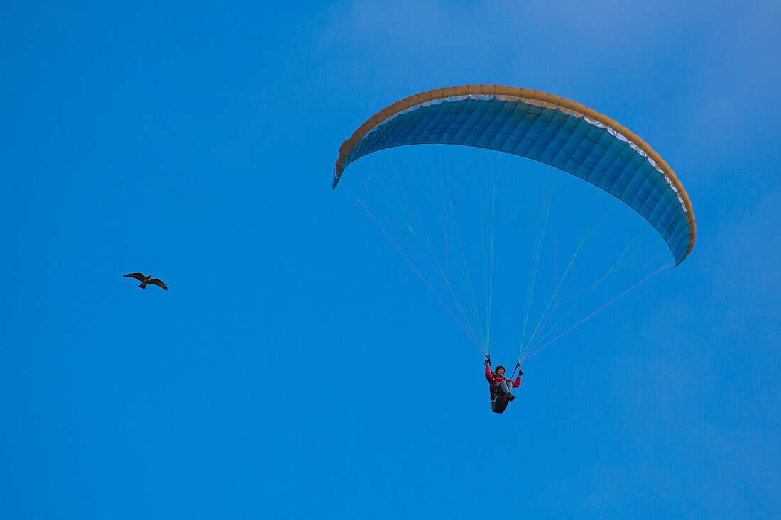Hawk and paraglider from Gleitschirm-Flugschule Papillon paragliding school