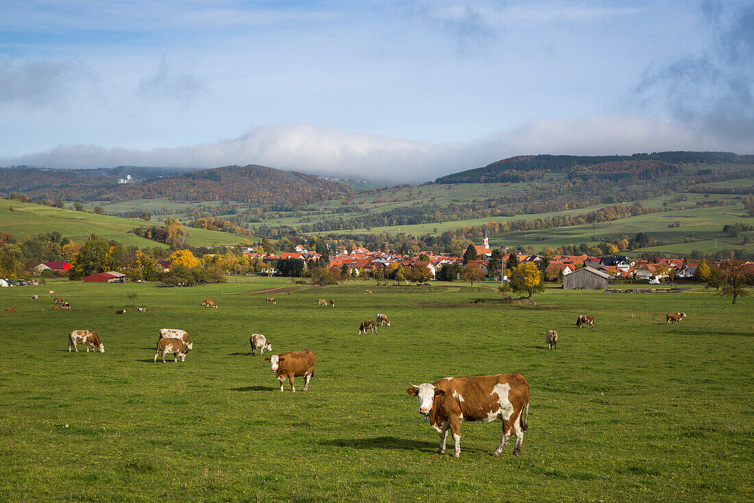 Cows on pasture and Wüstensachsen township