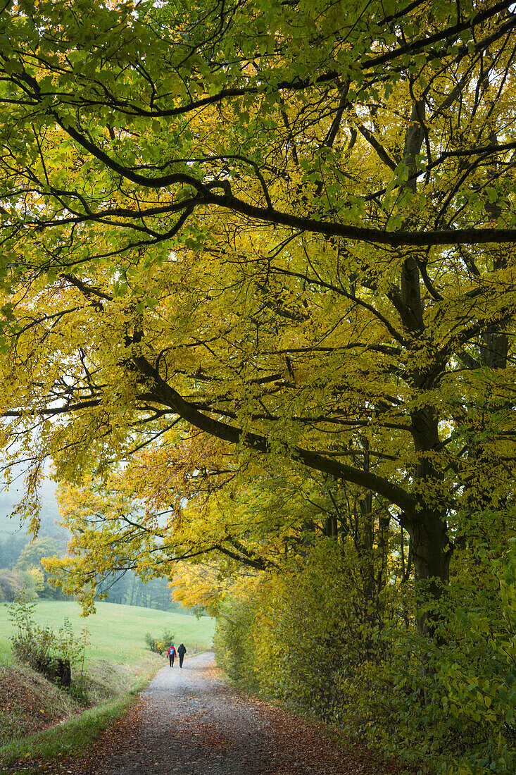 Wanderer und Bäume mit Herbstlaub entlang Weg nahe Kaskadenschlucht, nahe Gersfeld, Rhön, Hessen, Deutschland