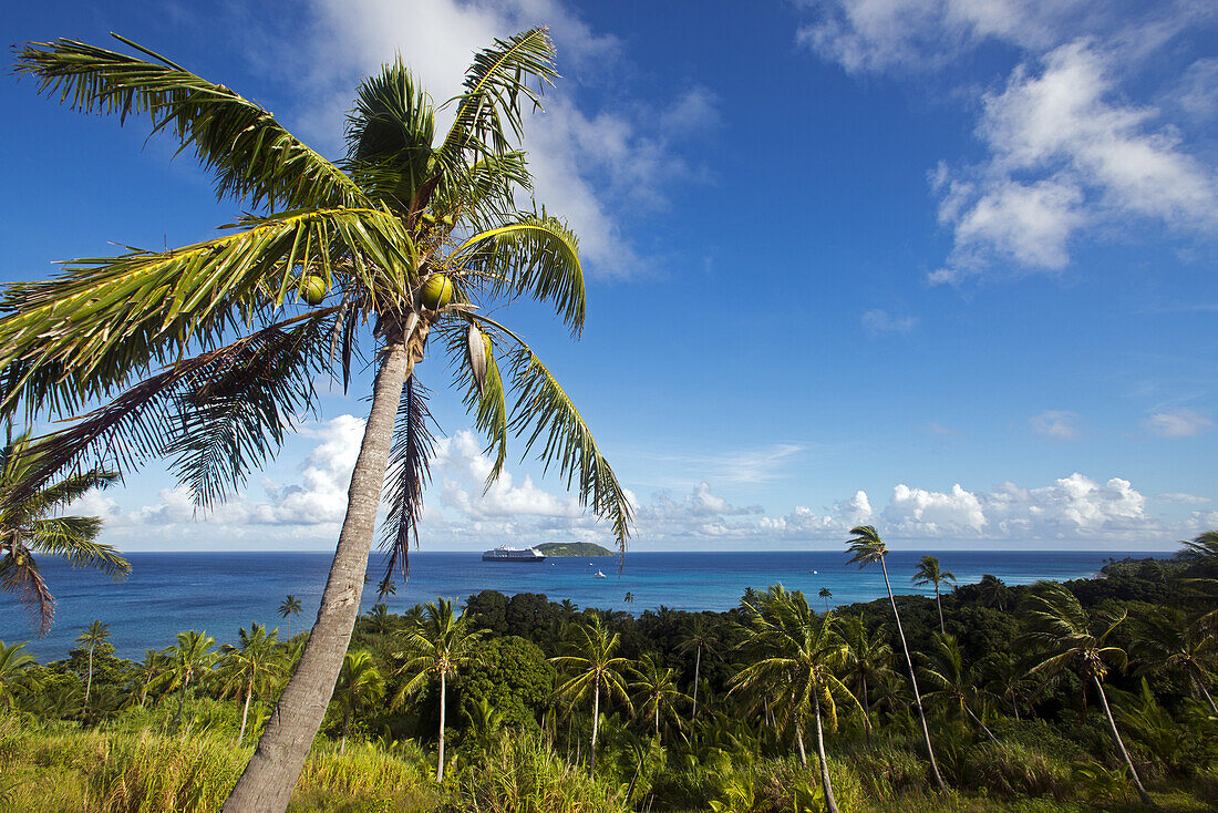 coconut palms on Dravuni Island, Fiji