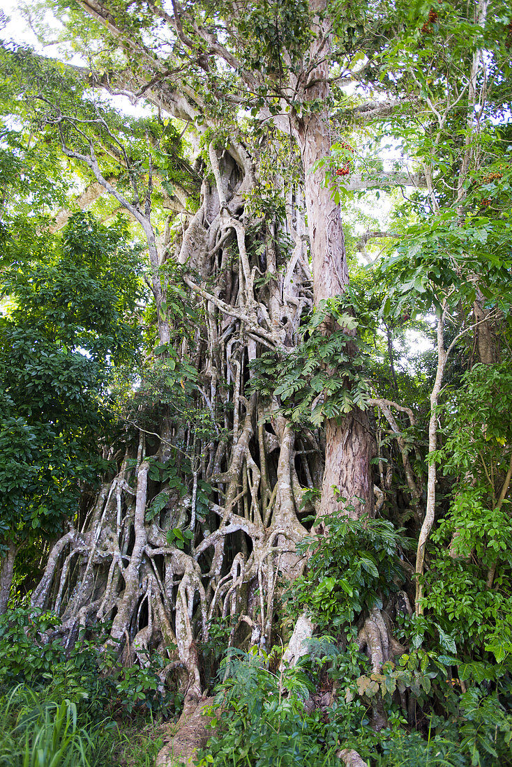 Mächtiger Banyan Baum auf der Insel Efate, Vanuatu