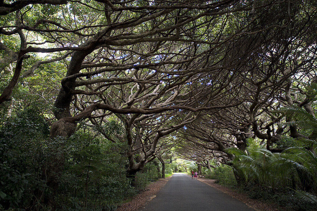 Tree tunnel at Kuto Bay on Ile des Pines, New Caledonia