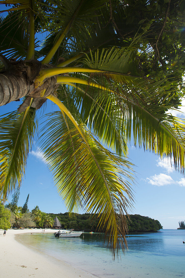 Coconut palm at Kuto Bay on Ile des Pines, New Caledonia