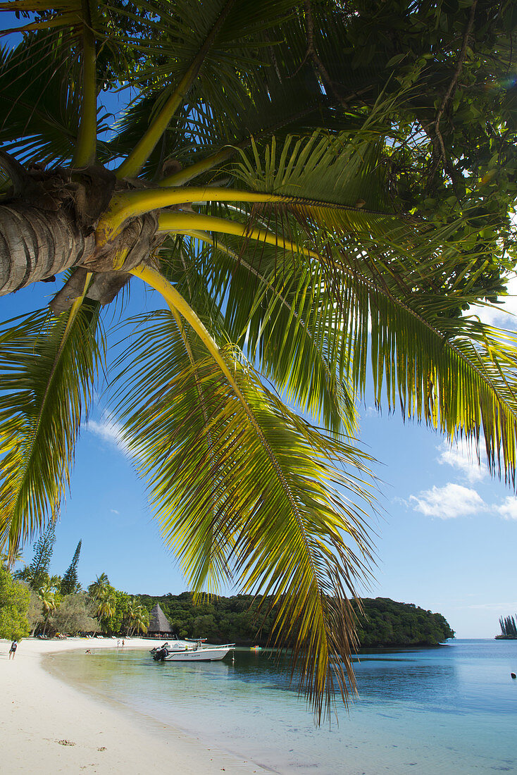 Kokospalme an der Kuto Bay auf der ile des Pines, Neukaledonien