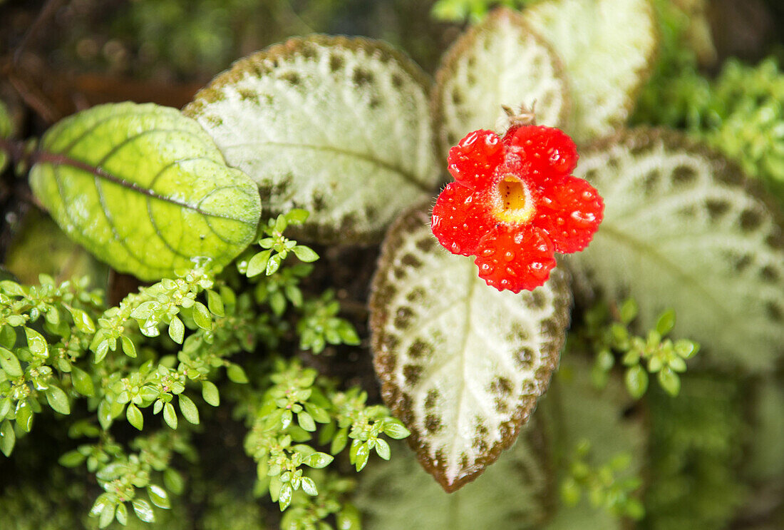 tropical flower at The Summit, a tropical garden near Port Vila