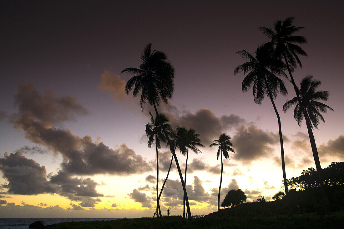 Kokospalmen an der Felsenküste nahe der Tanna Lodge auf der Insel Tanna