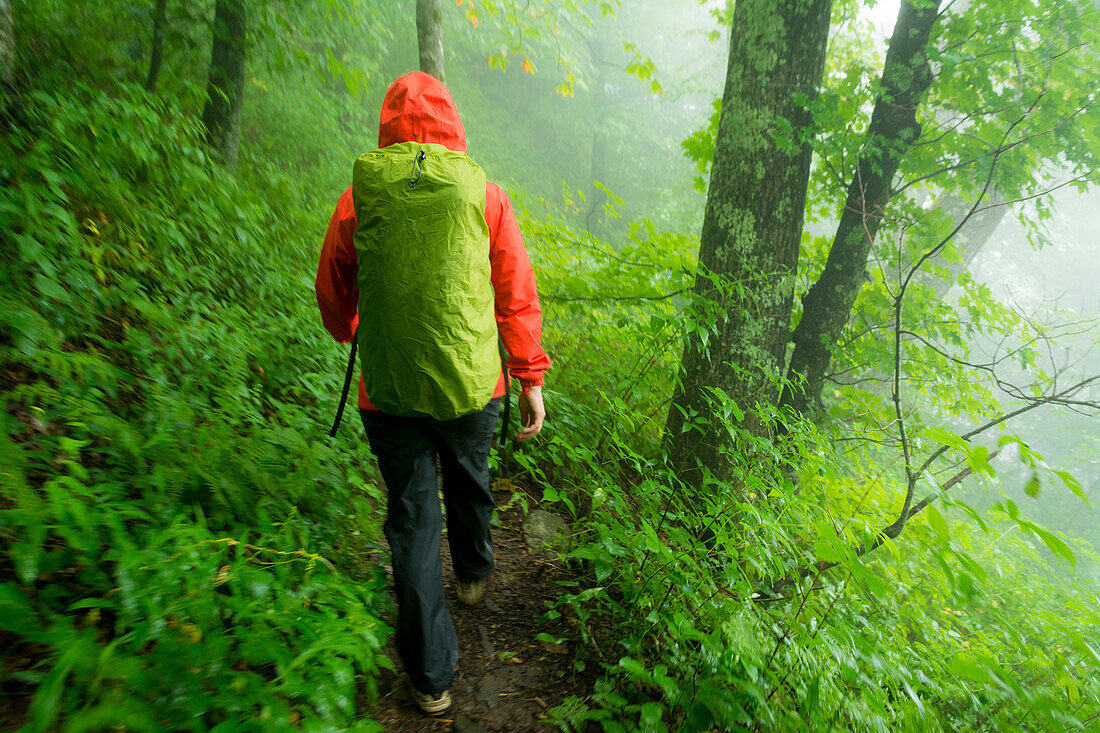 A woman hiking through an eastern hardwood forest in the fog on the Green Knob Firetower Trail, Blue Ridge Parkway, Celo, North Carolina.